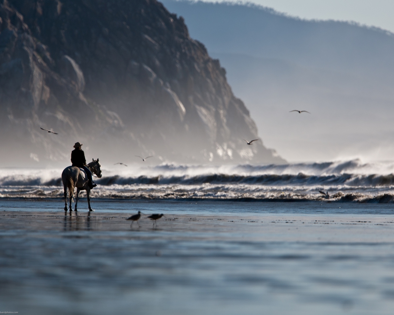 3d обои Мужчина на лошади смотрит на неспокойное море и чаек  птицы # 75756