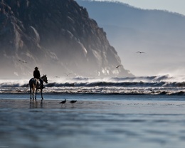 3d обои Мужчина на лошади смотрит на неспокойное море и чаек  1280х1024