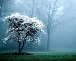 3d обои Дерево в туманном лесу цветущее белыми цветами  1280х1024