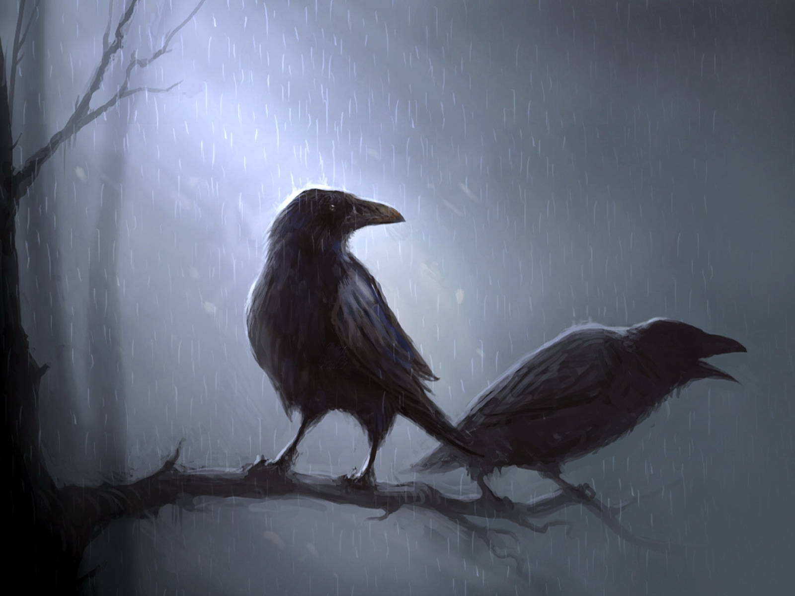 3d обои Два ворона ночью под дождем  дождь # 34478