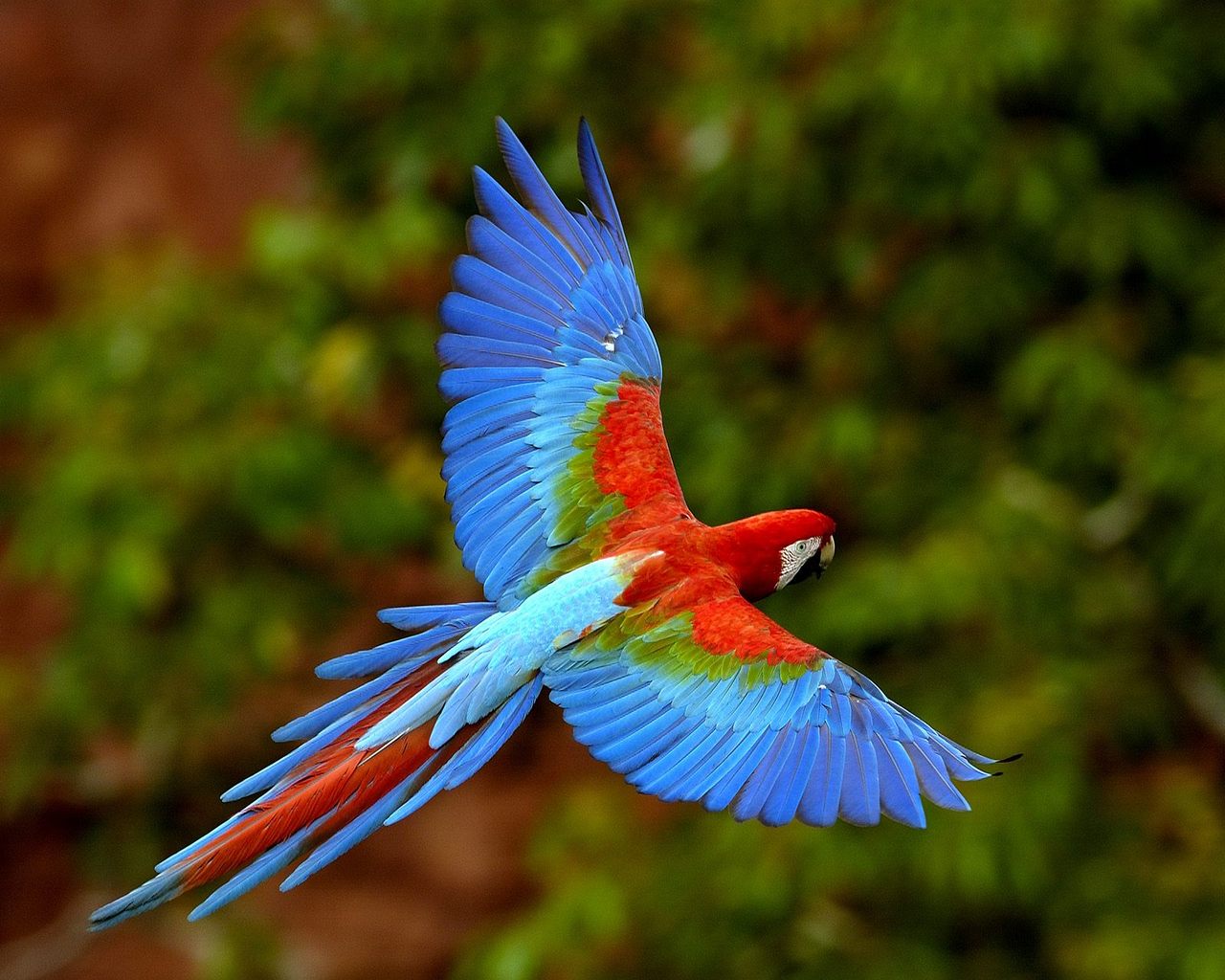 3d обои Разноцветный попугай в полете  птицы # 75749
