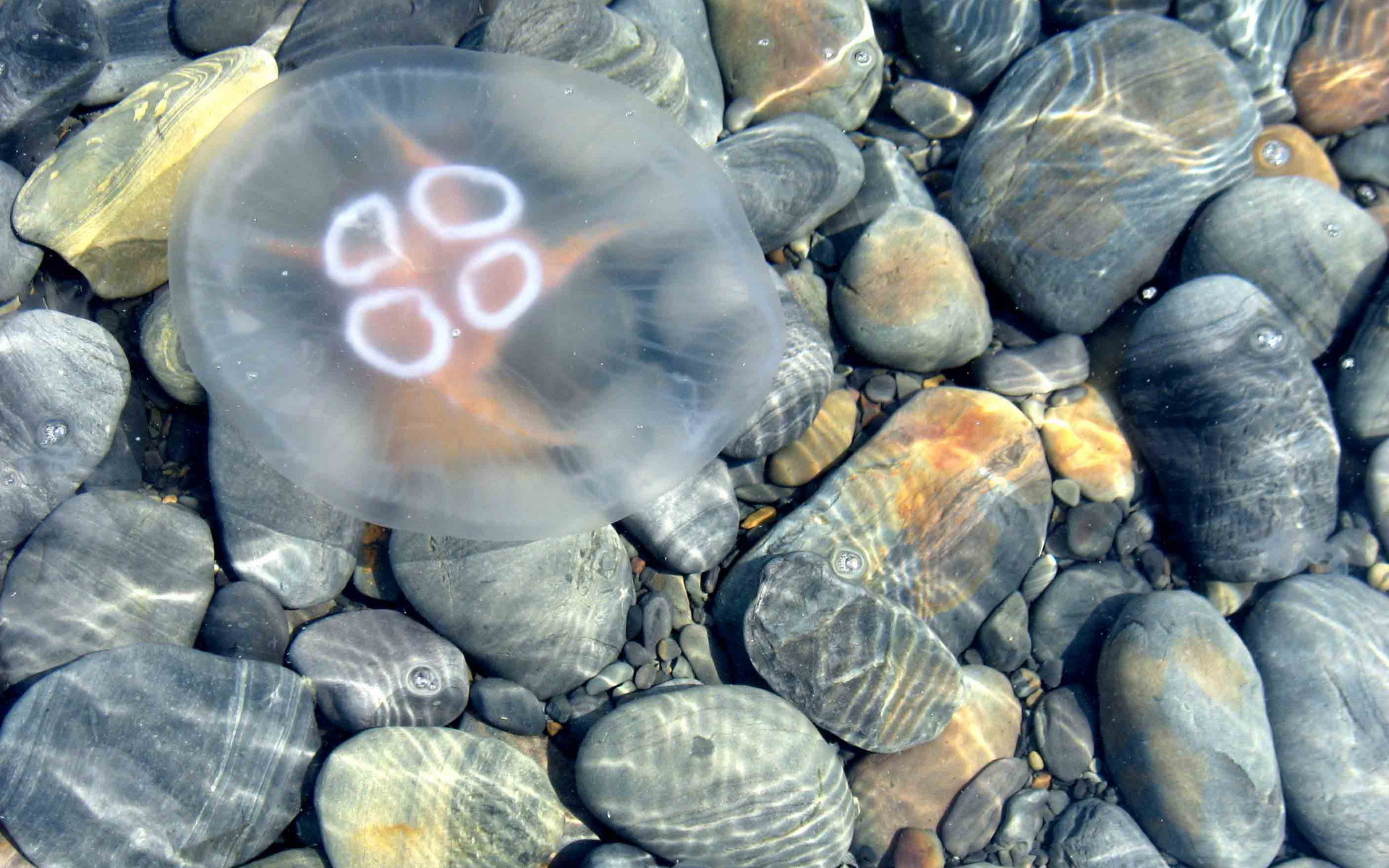 3d обои Медуза на фоне камней на мелководье  животные # 38409