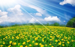 3d обои Залитый солнцем луг с желтыми одуванчиками  цветы