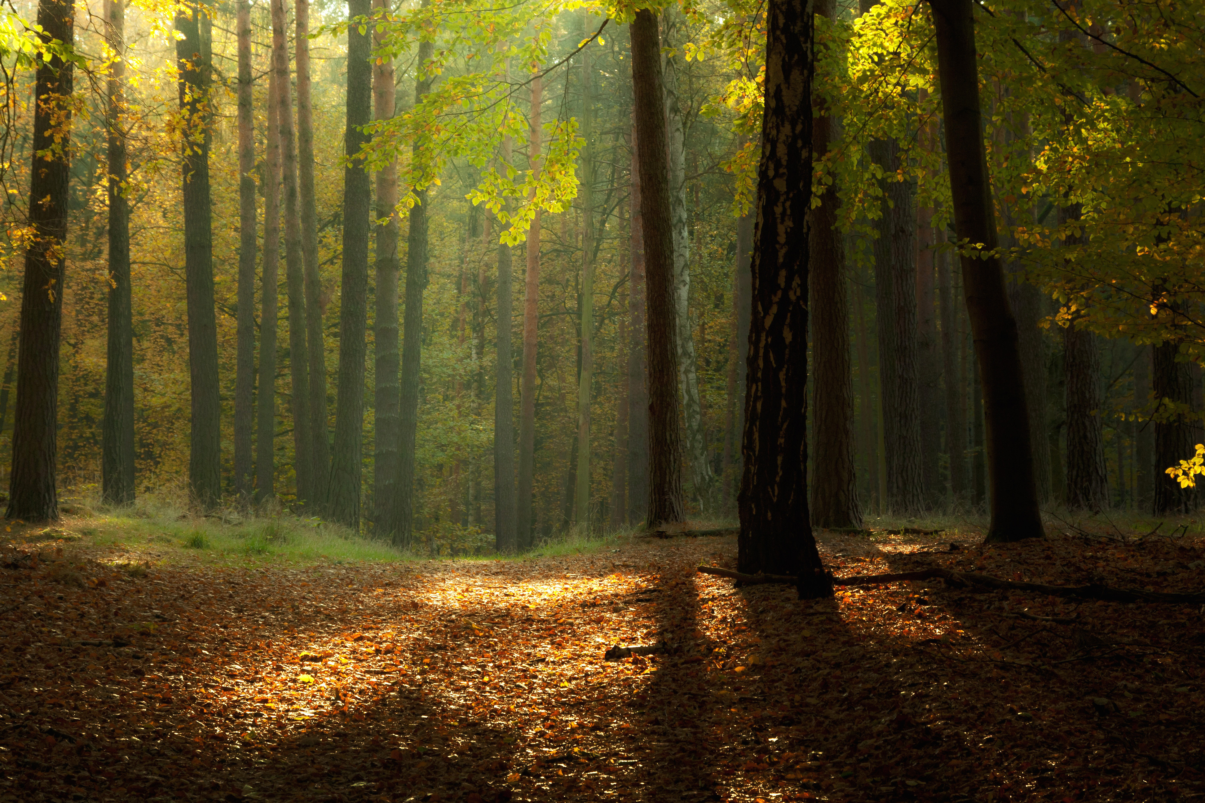 3d обои Поляна в осеннем лесу залитая солнечным светом  лес # 49421