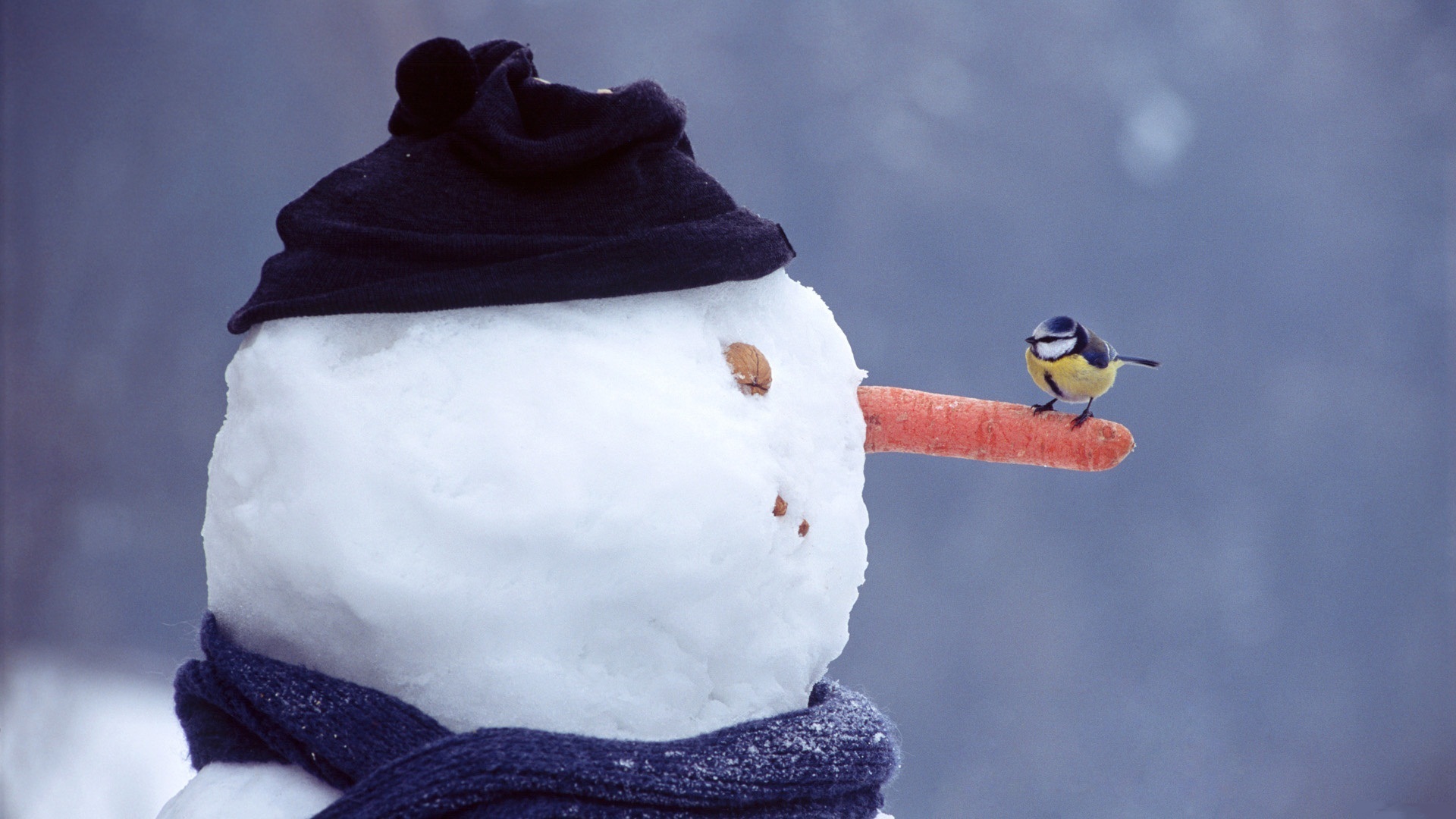 3d обои Синичка на морковке - носу снеговика  зима # 40783