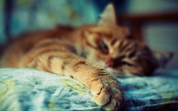 3d обои Рыжий кот дремлет на подушке  животные