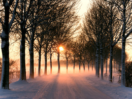 3d обои Аллея зимой на закате  солнце