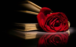 3d обои Красная роза, как книжная закладка  цветы