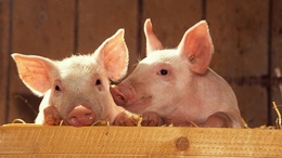 3d обои Свинки  свиньи
