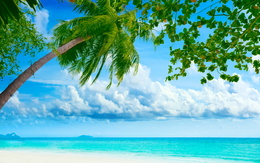 3d обои Ьерег океана с пальмами и деревьями  море