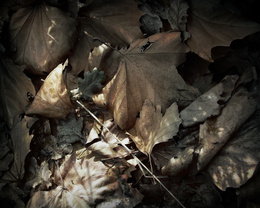 3d обои Опавшие осенние листья  макро