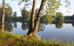 3d обои Деревья на берегу озера  вода