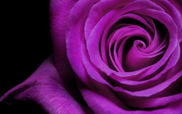 3d обои Пурпурная роза  макро