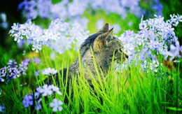 3d обои Кот в траве  цветы