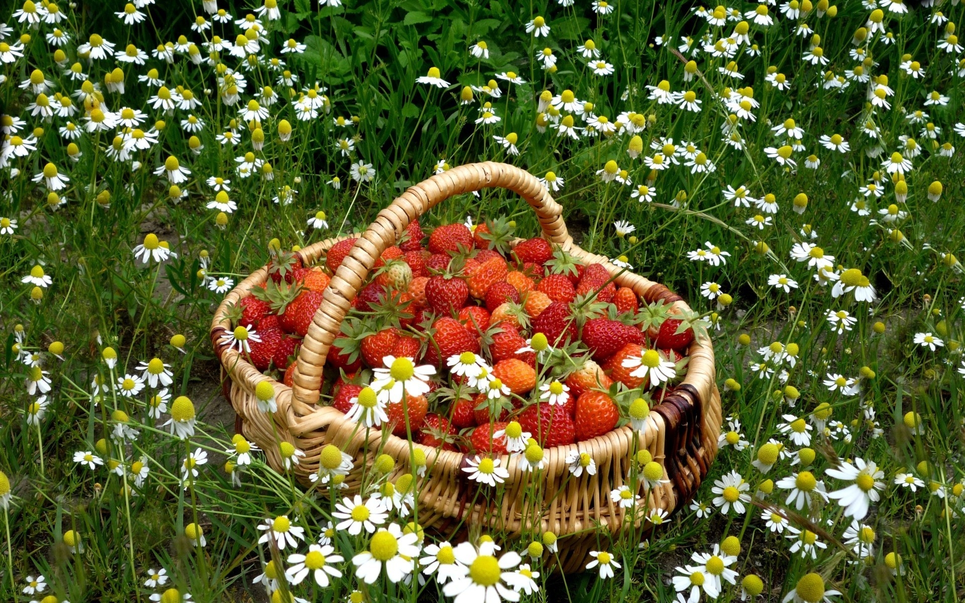 3d обои Лукошко с клубникой в поле ромашек  цветы # 86377