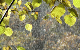 3d обои Дождь в лесу  листья