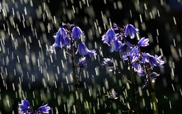 3d обои Капли дождя и колокольчики  цветы