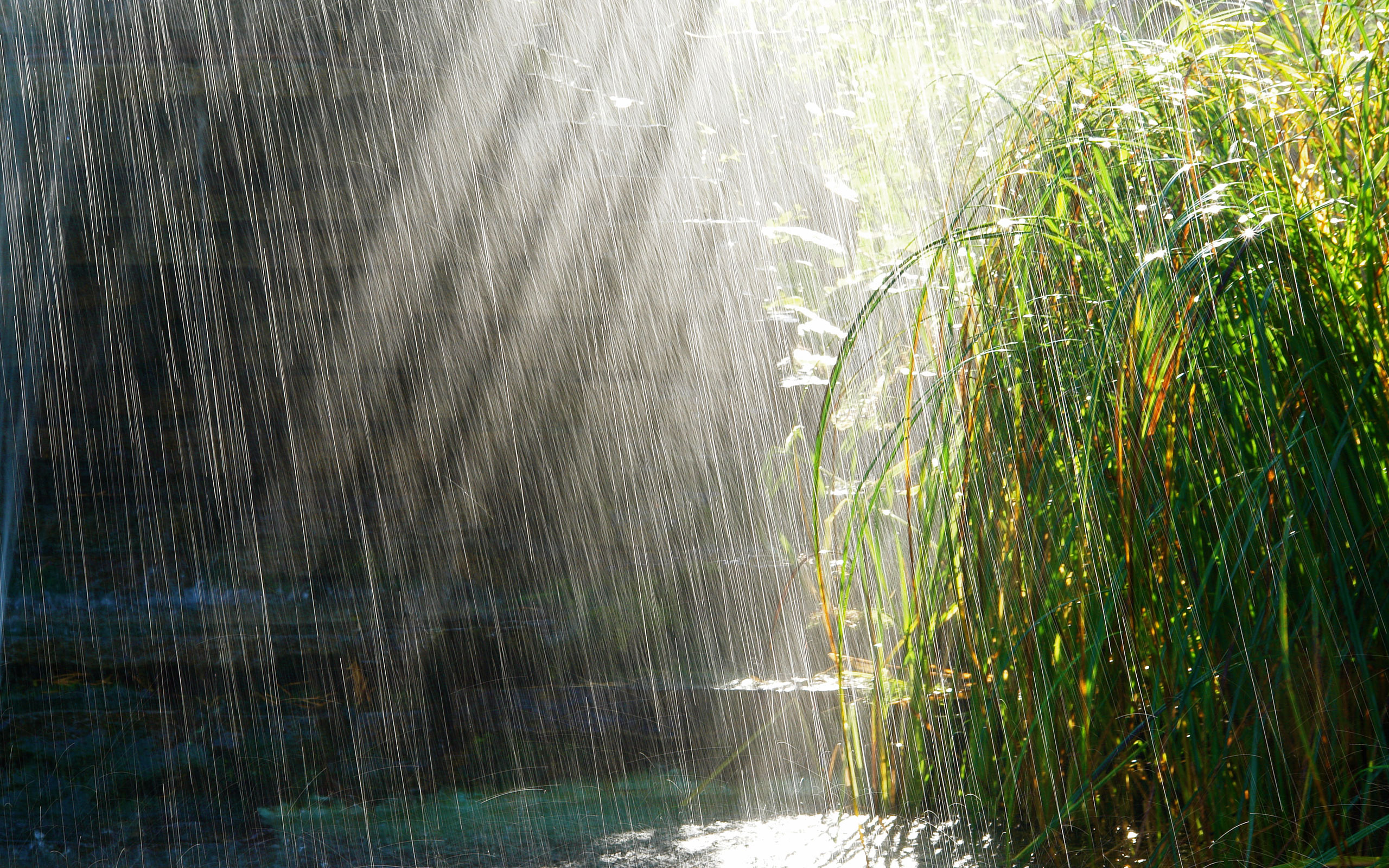 3d обои Грибной дождик щедро поливает землю и растительность. Его капли, сливаясь в воздухе в серебряные и золотые нити, сверкают в солнечных лучах.  дождь # 34452