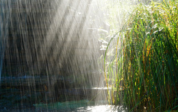 3d обои Грибной дождик щедро поливает землю и растительность. Его капли, сливаясь в воздухе в серебряные и золотые нити, сверкают в солнечных лучах.  дождь