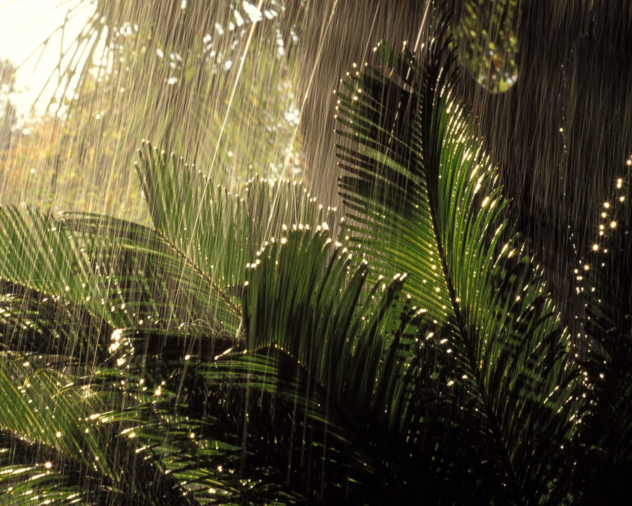 3d обои Тропический дождь льется на раскидистый куст папоротника, капли сияют и переливаются на свету, создавая причудливые эффекты освещения.  дождь # 34449