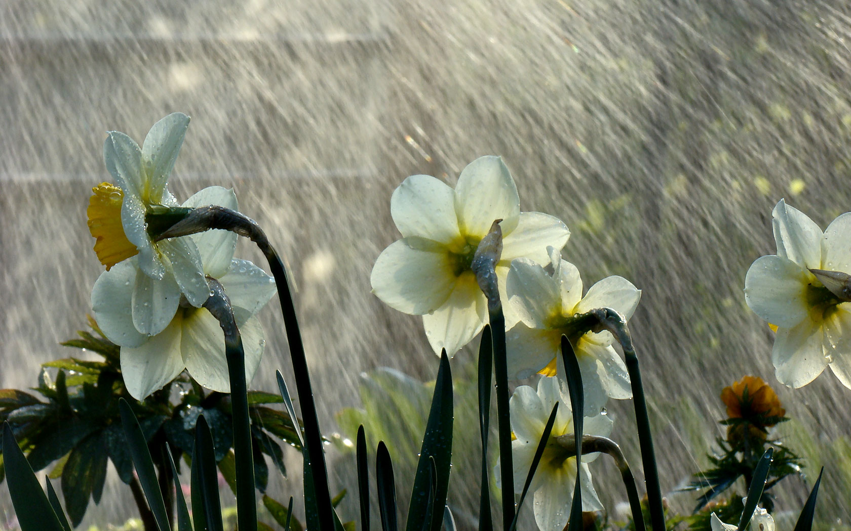 3d обои Нарциссы, эти нежные желтые цветки, олицетворяющие наступление майского тепла, нежатся в лучах солнца и под тёплыми каплями весеннего дождя.  дождь # 34448