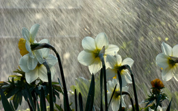 3d обои Нарциссы, эти нежные желтые цветки, олицетворяющие наступление майского тепла, нежатся в лучах солнца и под тёплыми каплями весеннего дождя.  1680х1050
