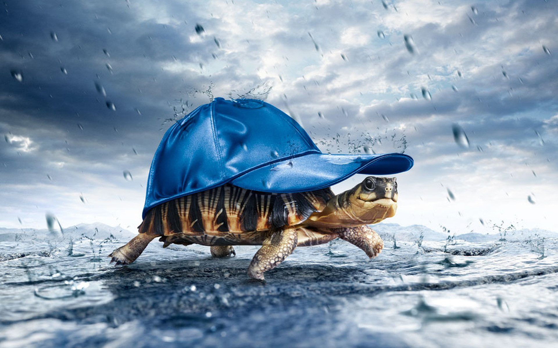 3d обои Забавная черепашка под синей кепкой прячется от дождя.  дождь # 34447