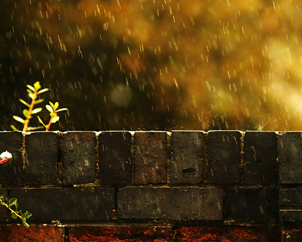 3d обои Обои дождя в теплой гамме. Кирпичная стена, на которой выросло растение, освещена солнцем. Все это поливают капли дождя.  дождь # 34422