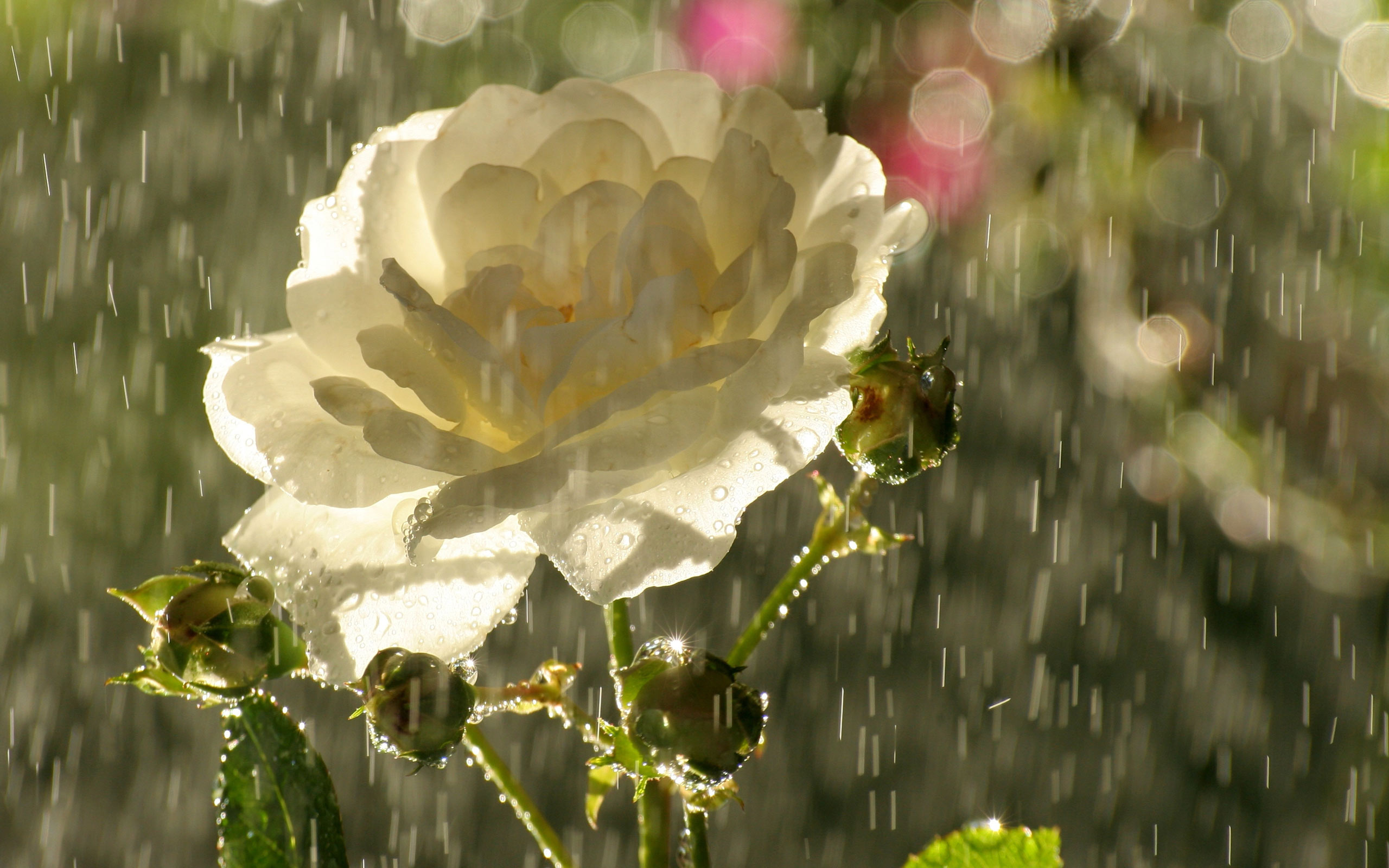 3d обои Белая распустившаяся роза летним днем под солнечным дождем. Капли дождя сверкают в лучах света, цветок выглядит свежим и чистым.  макро # 52393