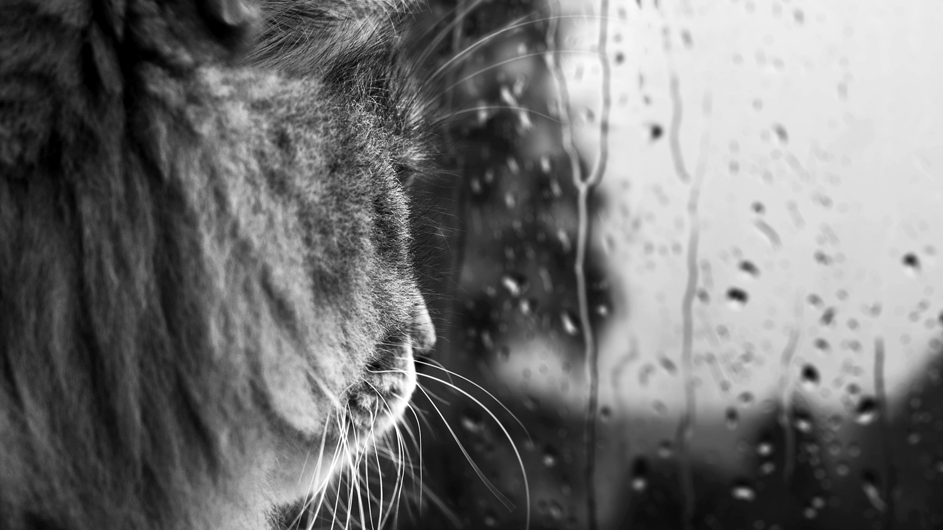 3d обои У окна, за которым идет дождь, сидит и смотрит на улицу кот.  дождь # 34419