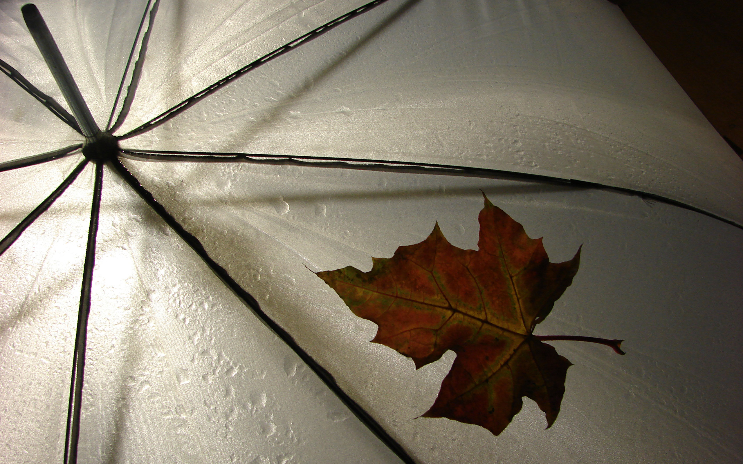 3d обои Осенний дождь льёт на зонт  листья # 50826