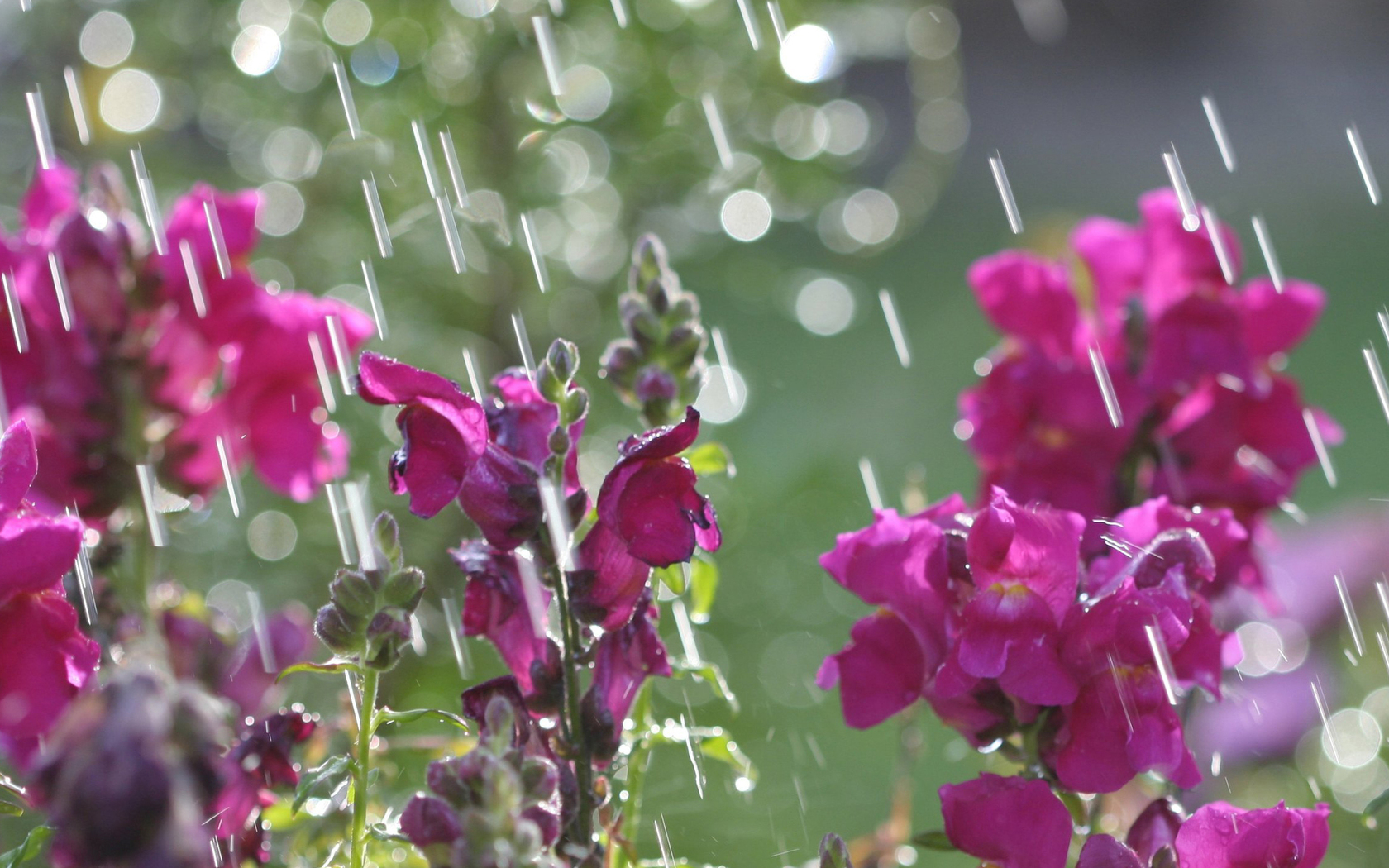 3d обои Цветы под дождём  дождь # 34404