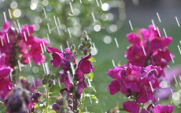 3d обои Цветы под дождём  1680х1050