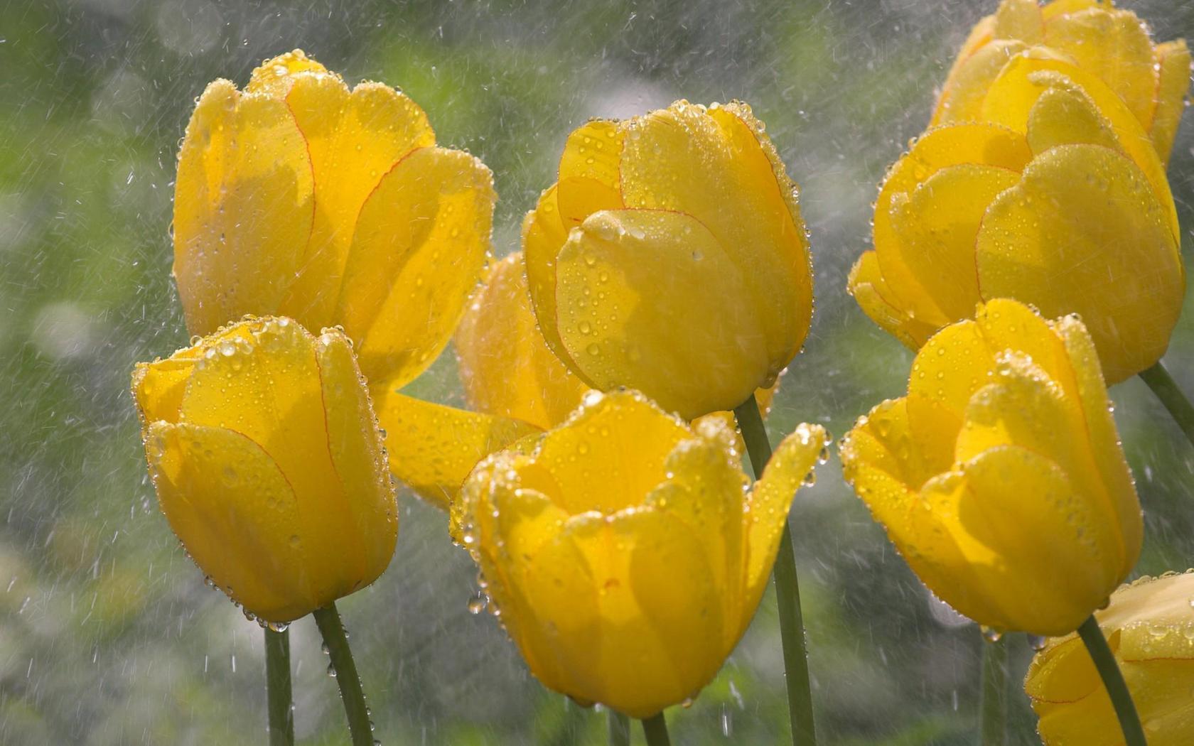 3d обои Жёлтые тюльпаны под дождём  дождь # 34403