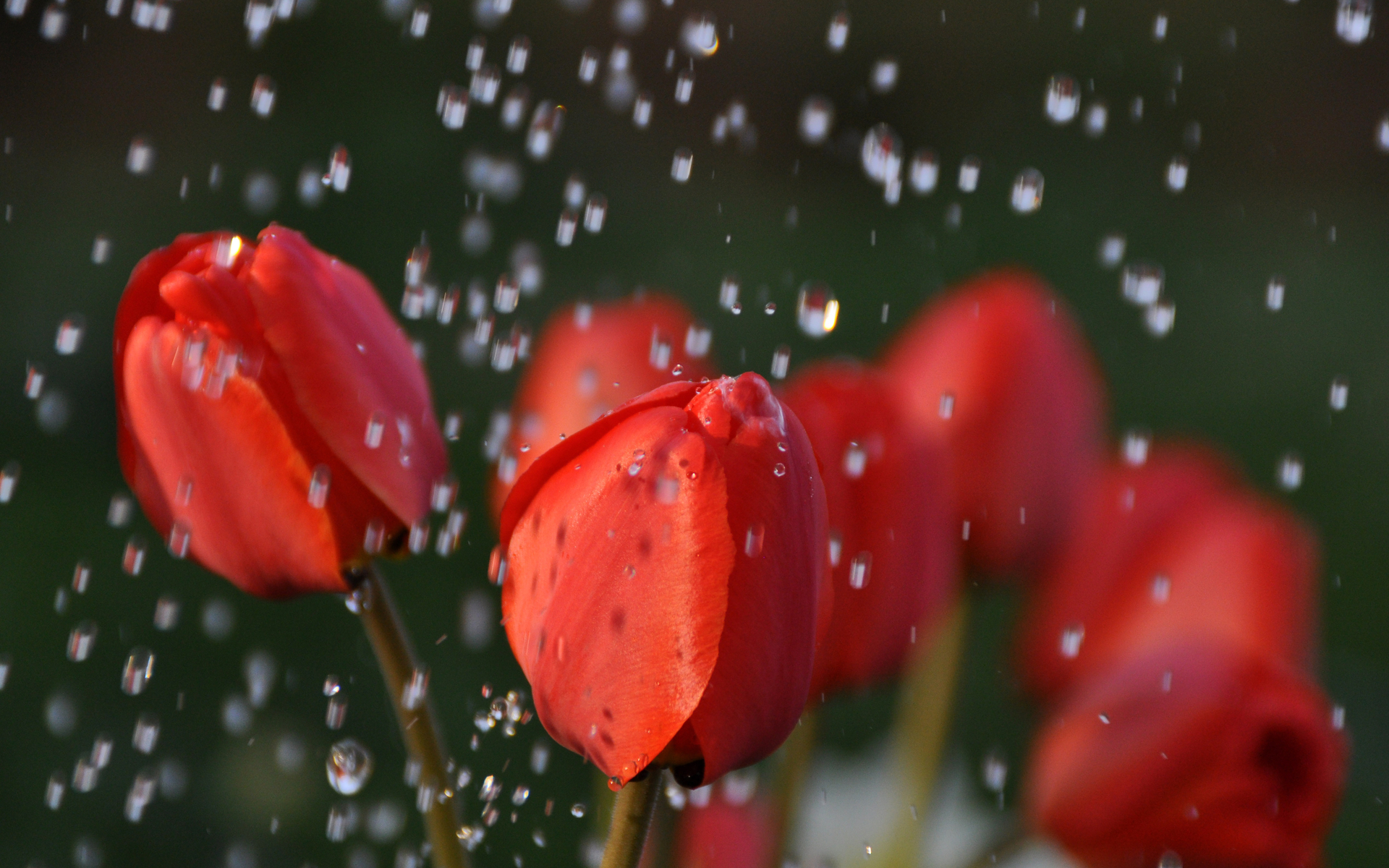 3d обои Красные тюльпаны под дождём  капли # 44232
