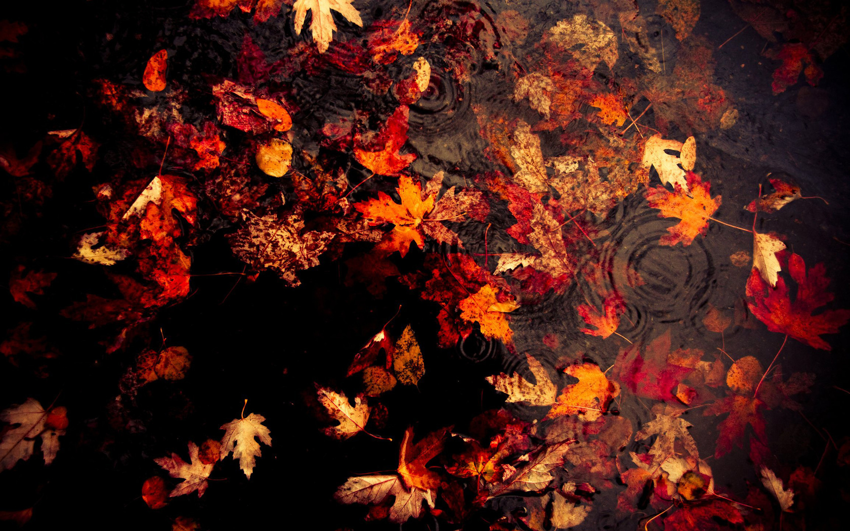 3d обои Осенние листья плавают в луже по которой расходятся круги от капель дождя  дождь # 34393