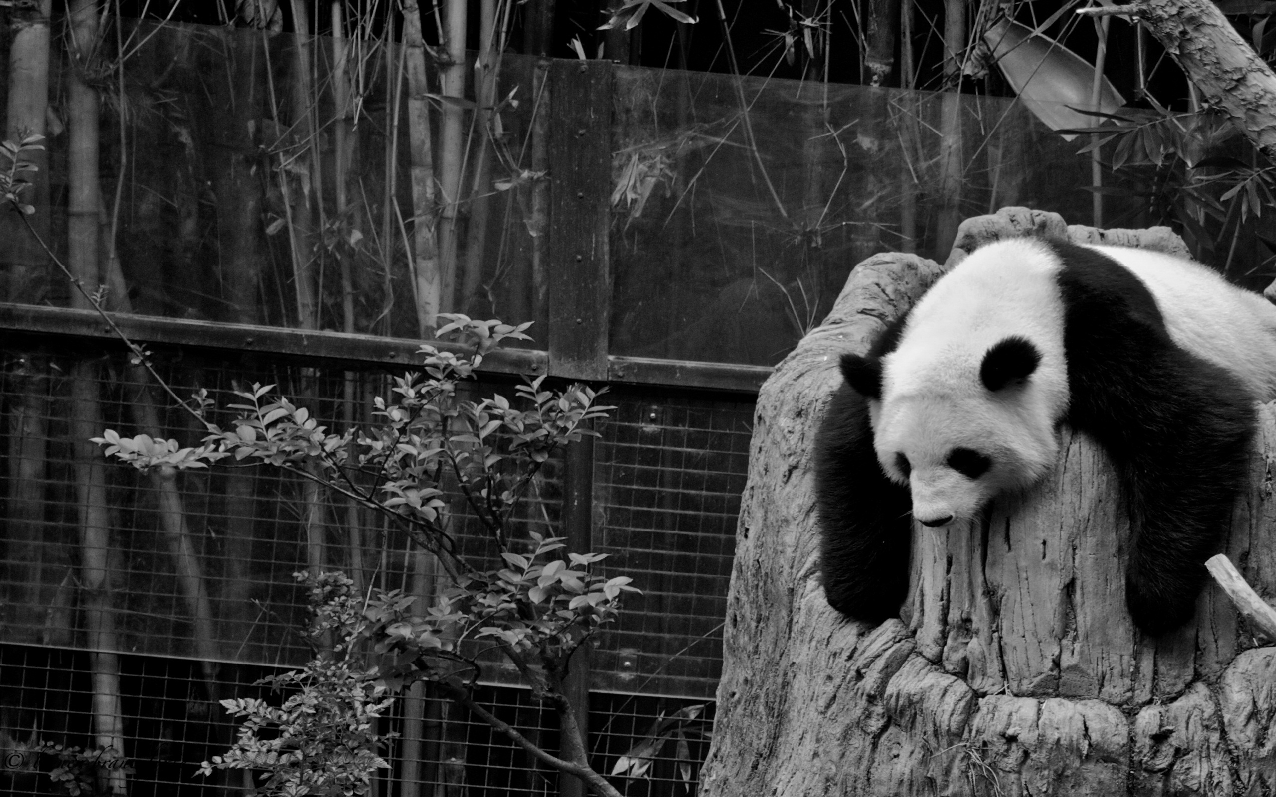 3d обои Панда отдыхает  черно-белые # 88658