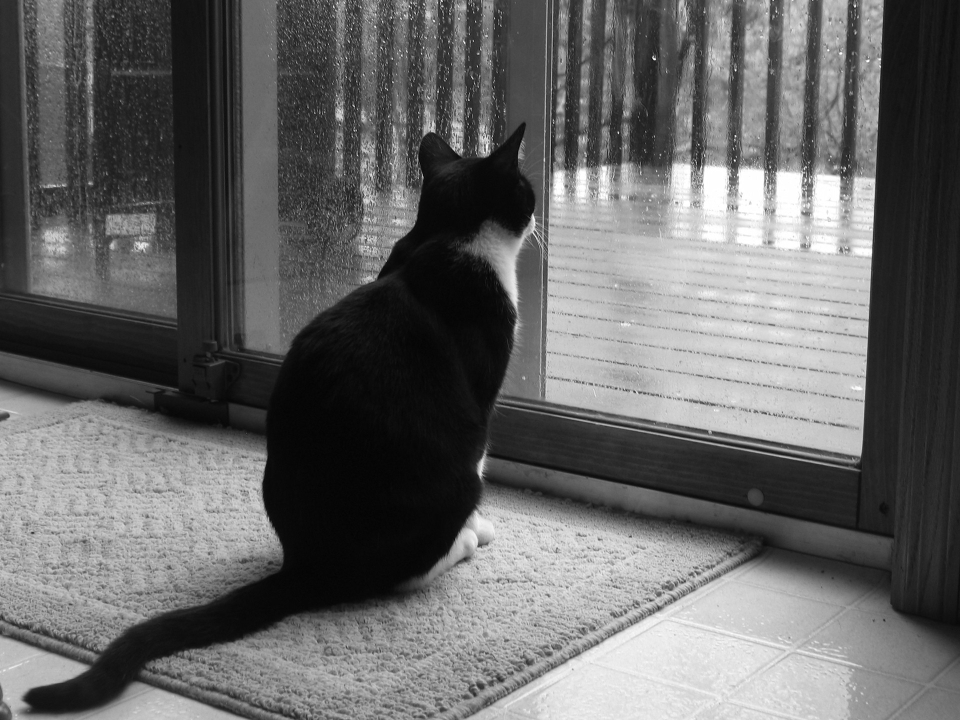 3d обои Черно-белый кот смотрит на дождь за окном  1920х1440 # 14756