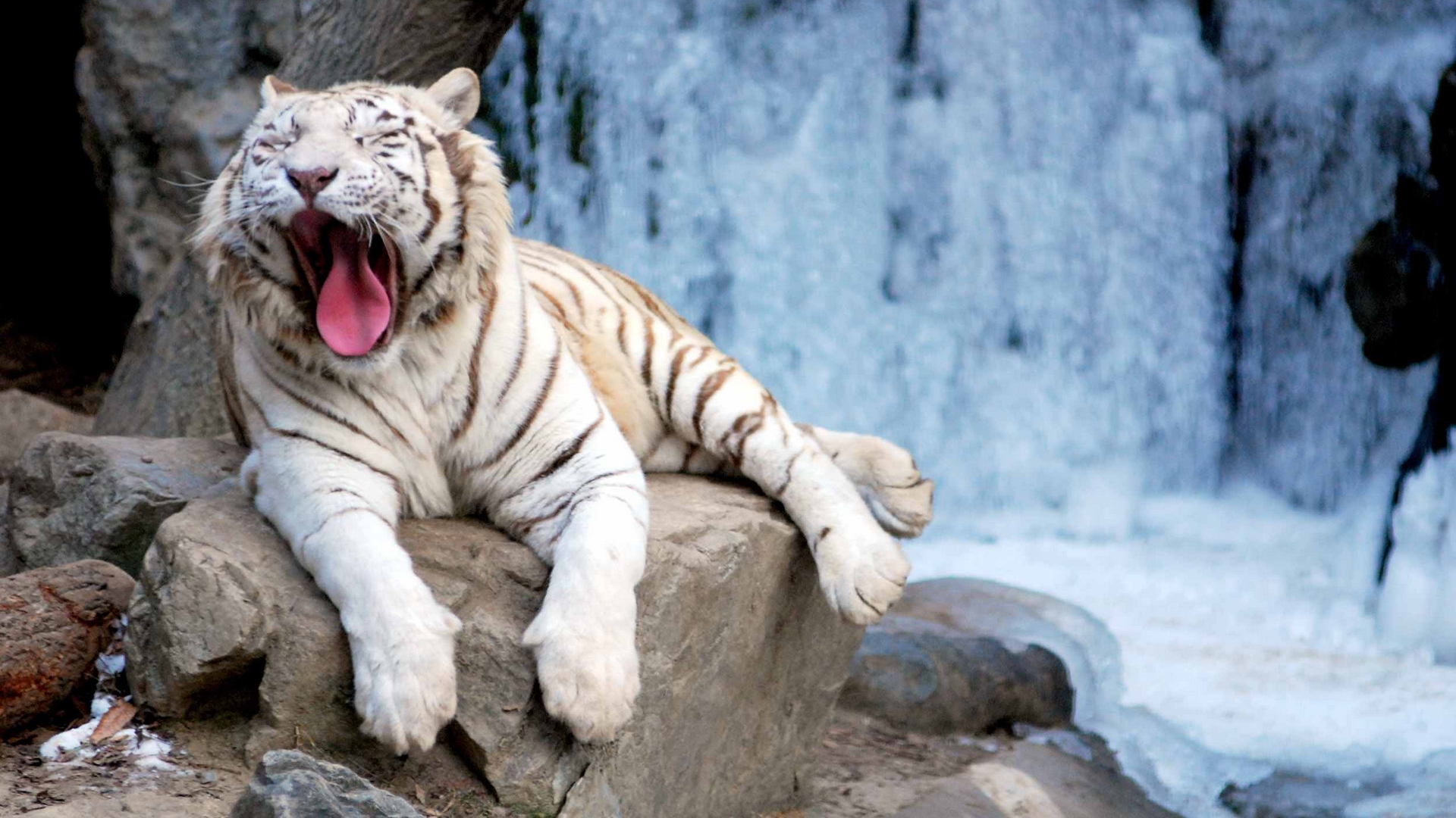 3d обои Белый тигр лежит возле водопада  животные # 38378