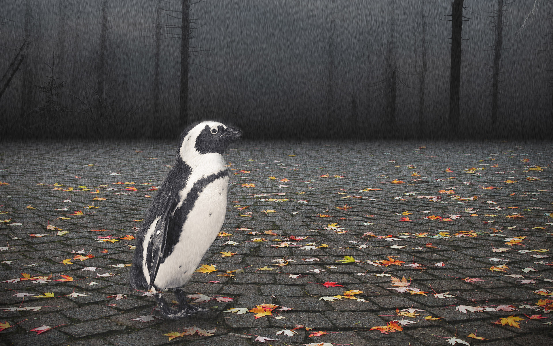 3d обои Пингвин в мощеном брусчаткой лесу под дождем  дождь # 34368