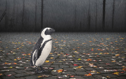3d обои Пингвин в мощеном брусчаткой лесу под дождем  сюрреализм