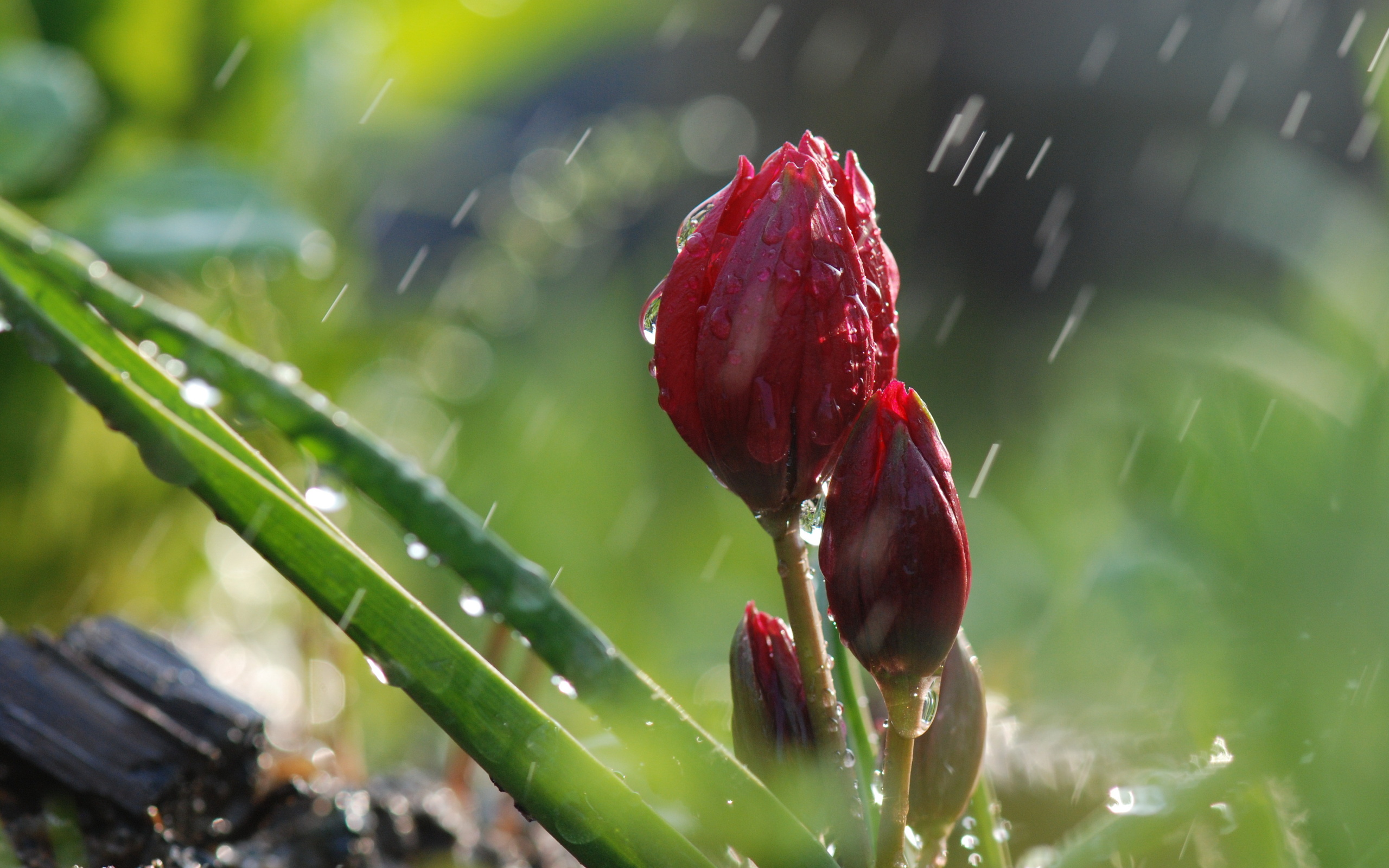 3d обои Тюльпаны мокнут под летним дождиком  макро # 52384