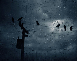 3d обои Через стекло, покрытое каплями дождя, видны силуэты ворон, сидящих на проводах  птицы