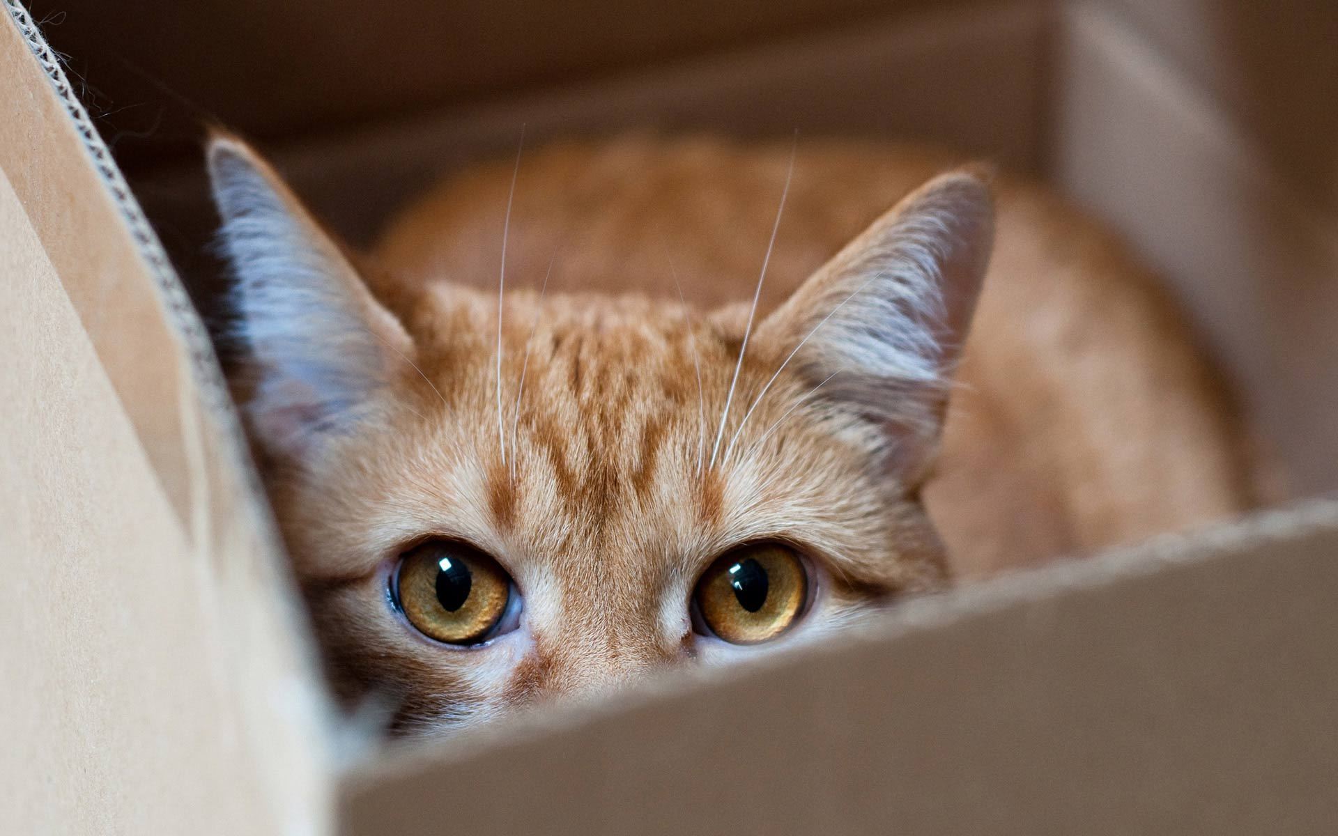 3d обои Рыжий кот в коробке  кошки # 45656