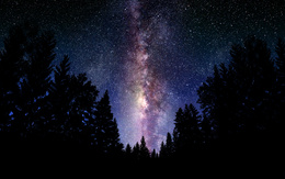 3d обои Звездная ночь над лесом  ночь