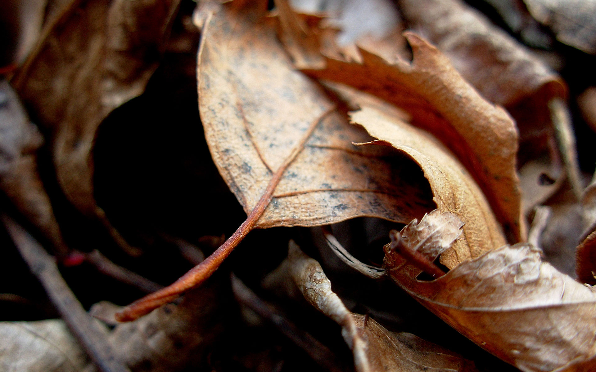 3d обои Пожелтевшие опавшие листья  макро # 52379