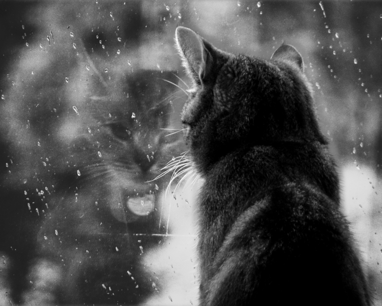 3d обои Кошка наблюдает за дождём через стекло  черно-белые # 88623