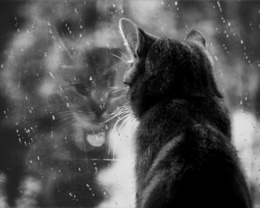 3d обои Кошка наблюдает за дождём через стекло  животные