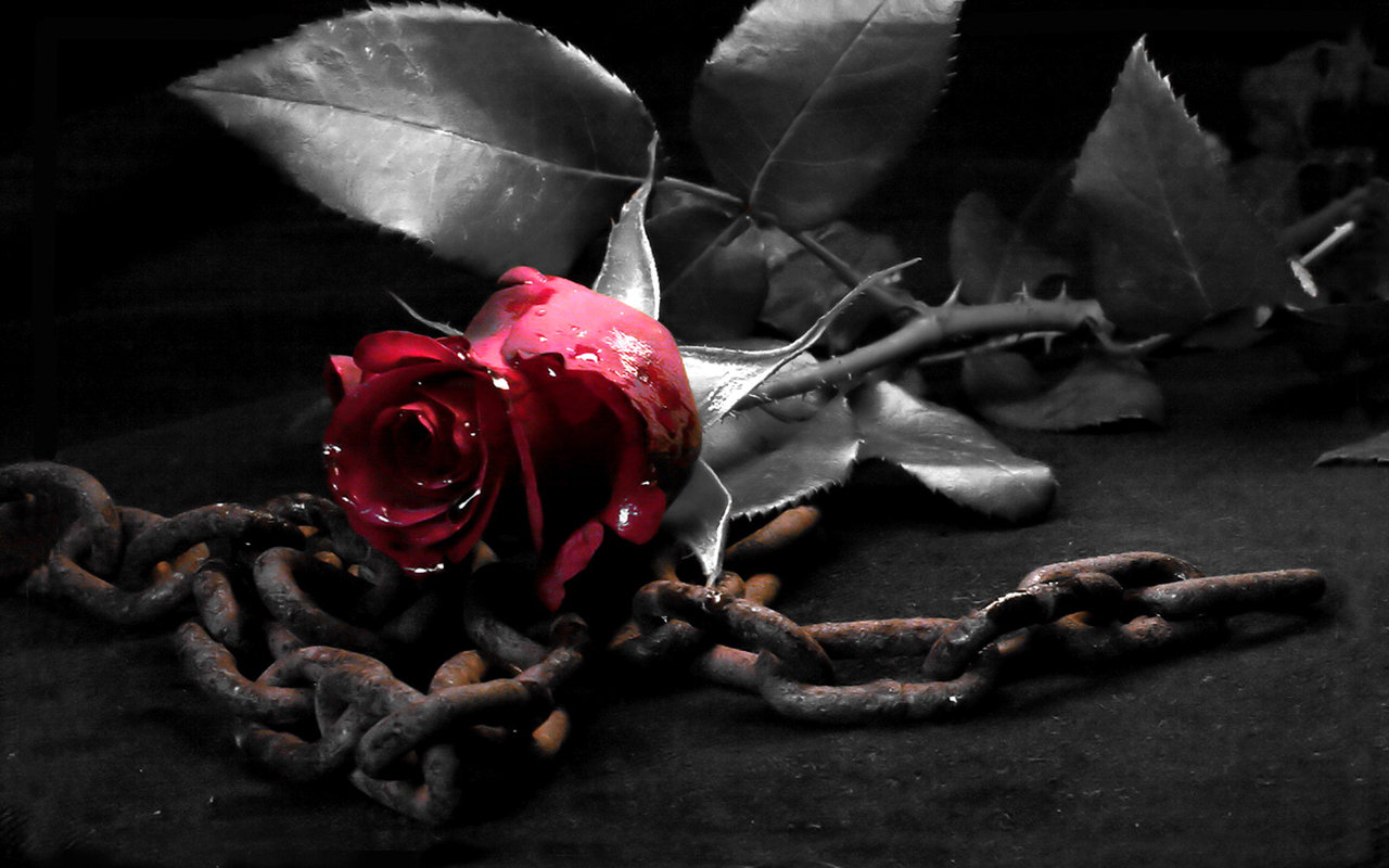 3d обои Красная роза и ржавая цепь  капли # 44209