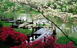 3d обои Парк в японском стиле  цветы